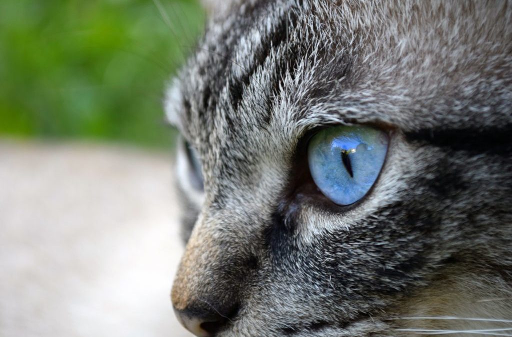 Gatos