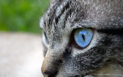 Gatos